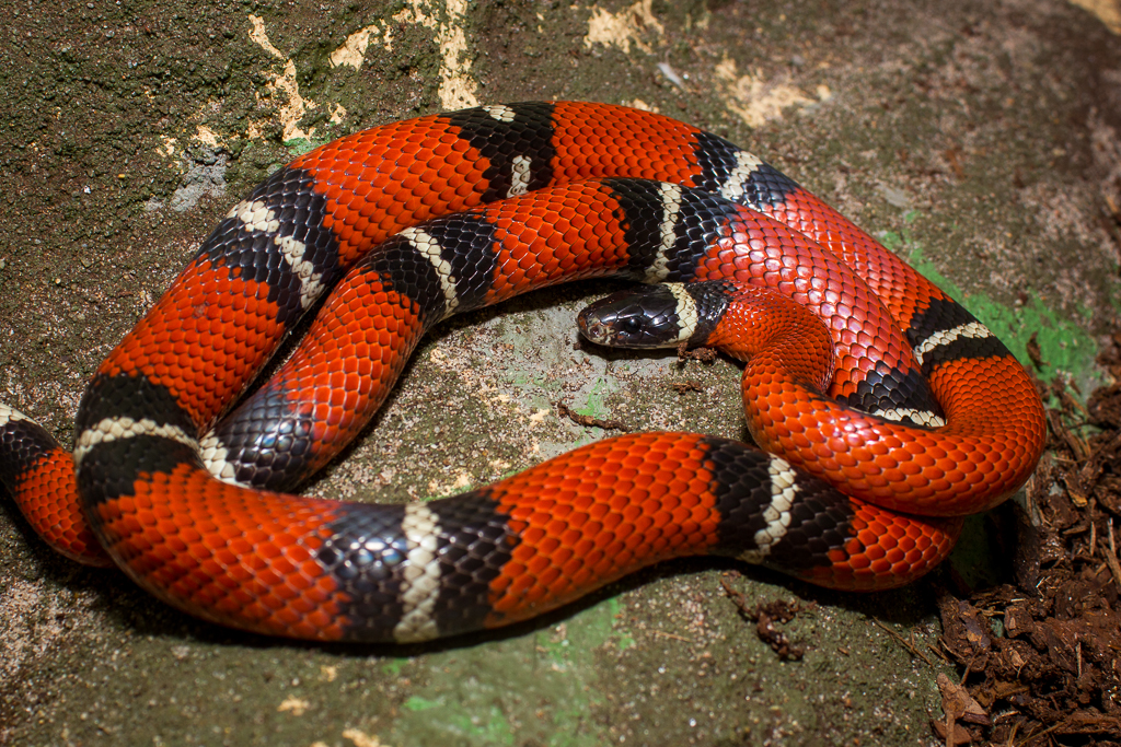 Milk snake -  Lampropeltis triangulum
