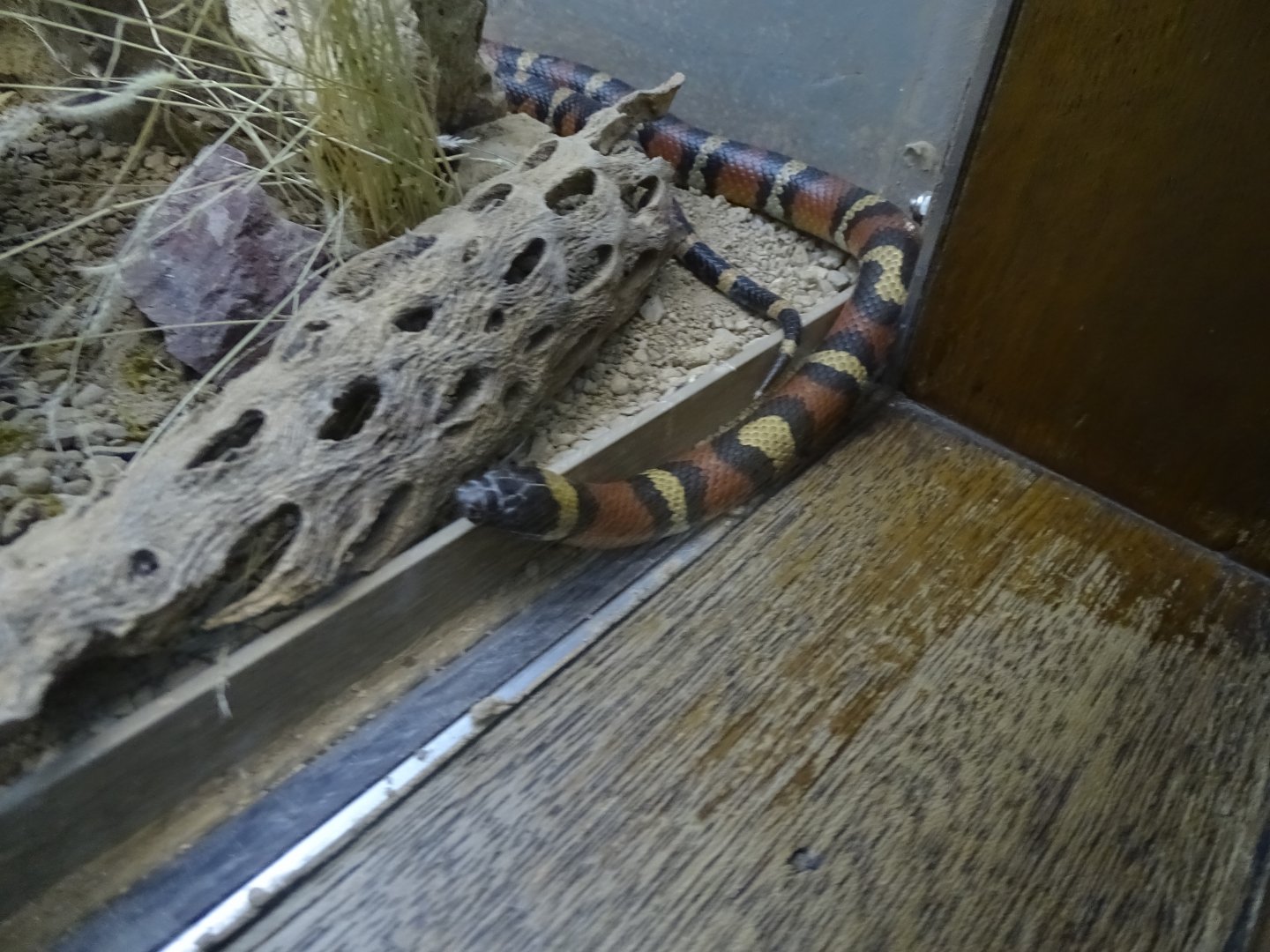 Milk snake (Lampropeltis triangulum)