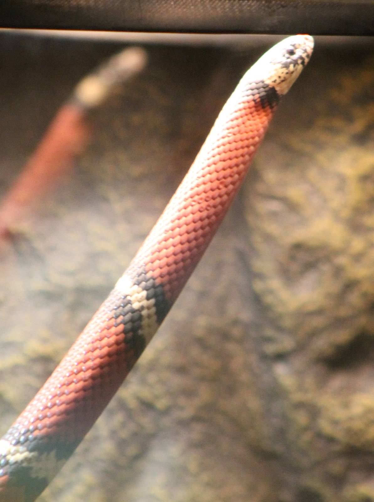 Milk snake species
