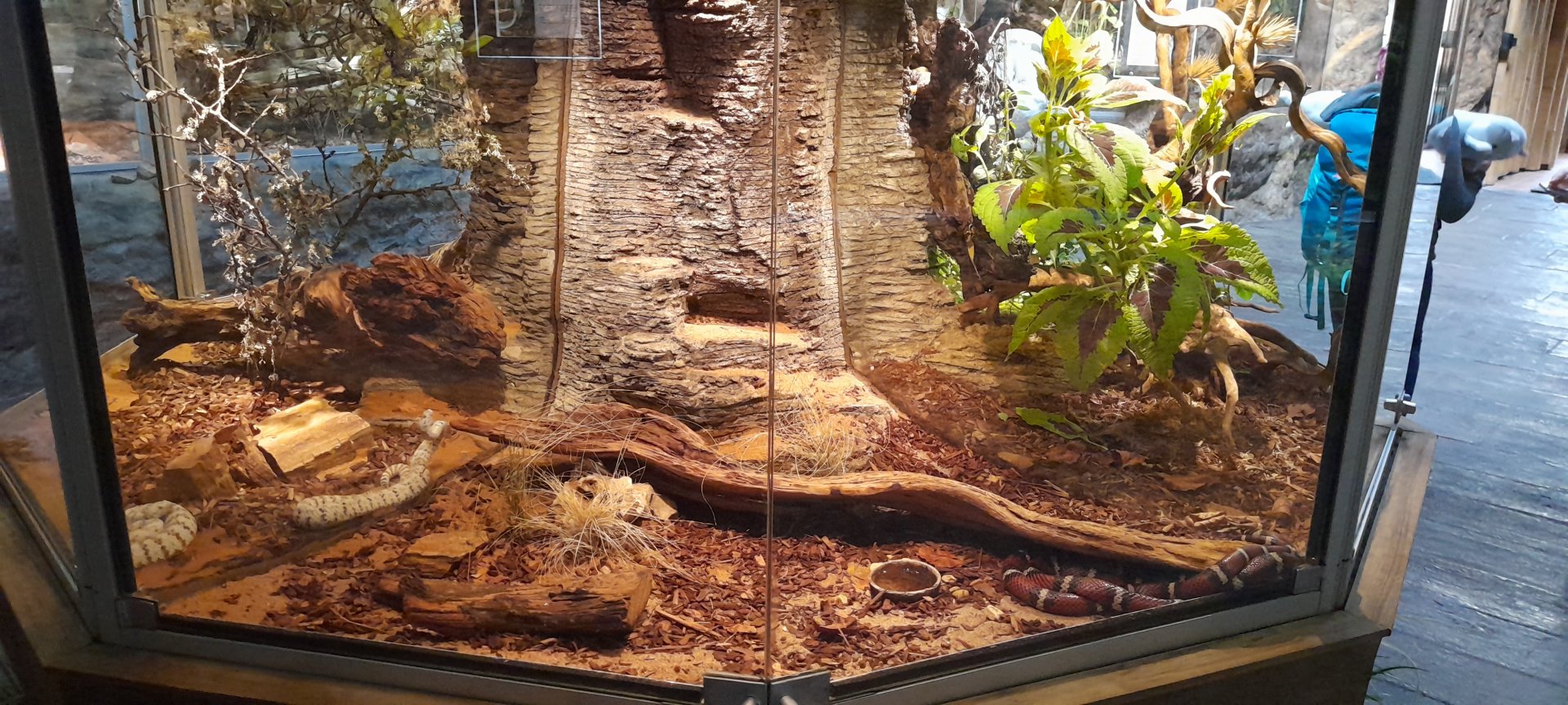 Milk snake terrarium