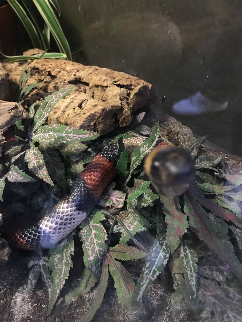 Milk snake