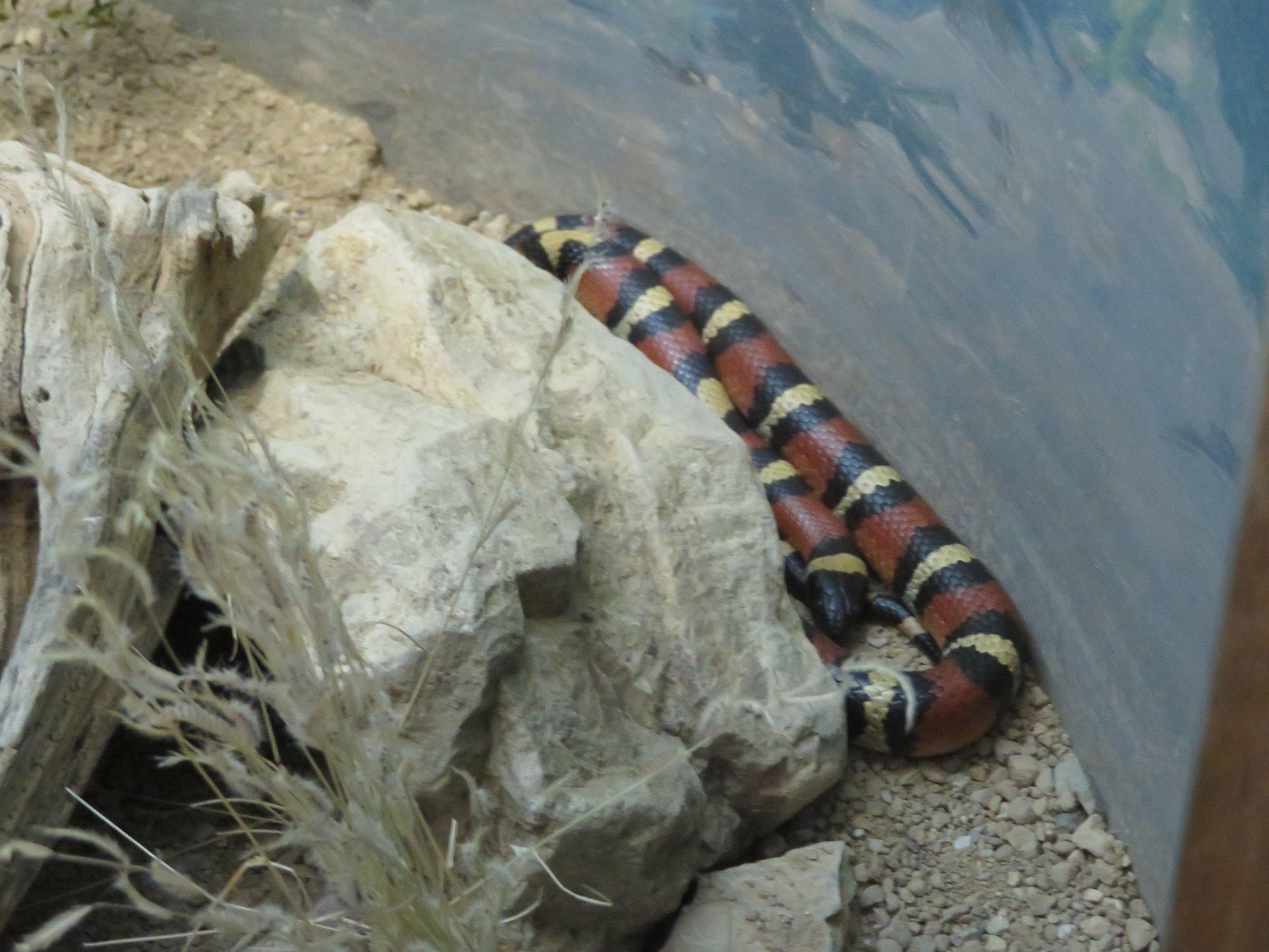 Milk Snake