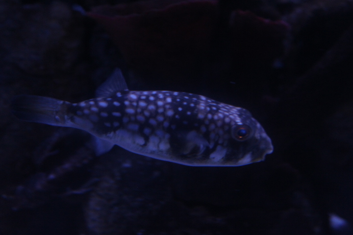Milk-spotted puffer (Chelonodontops patoca)