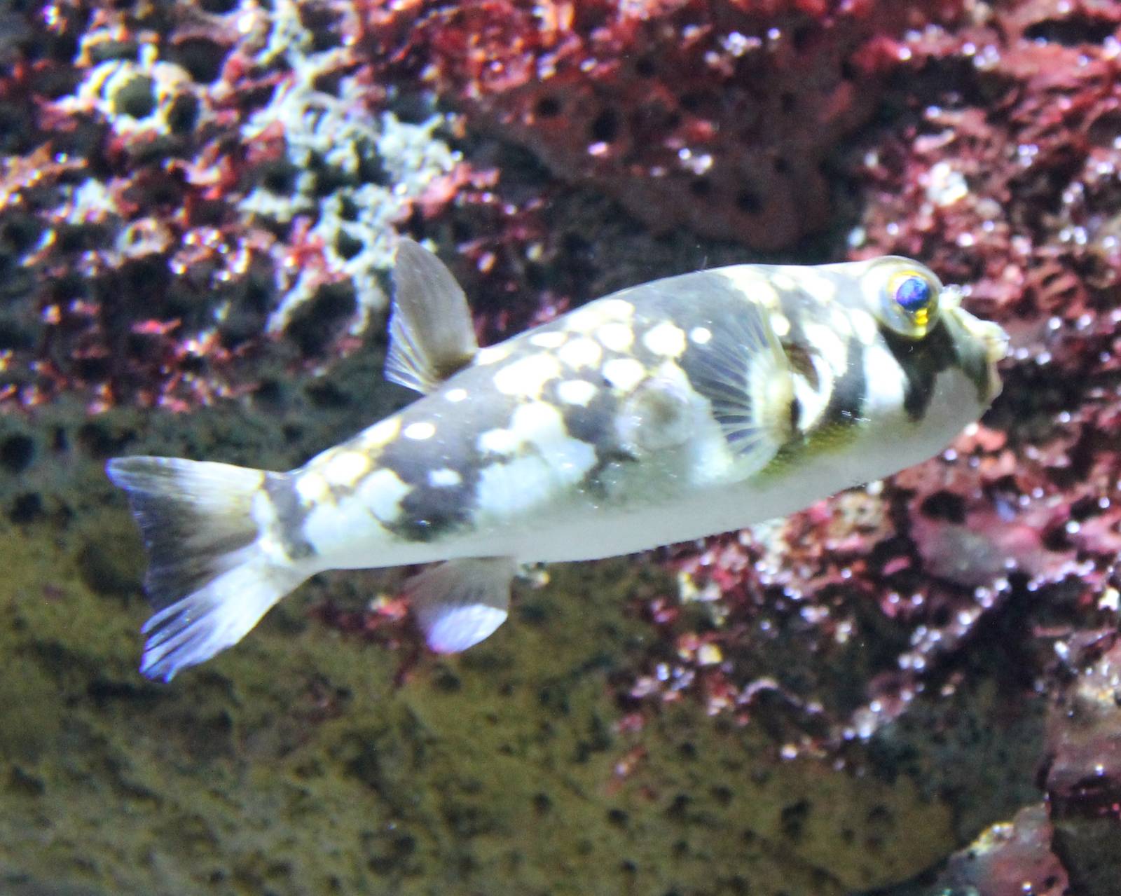 Milk-spotted puffer