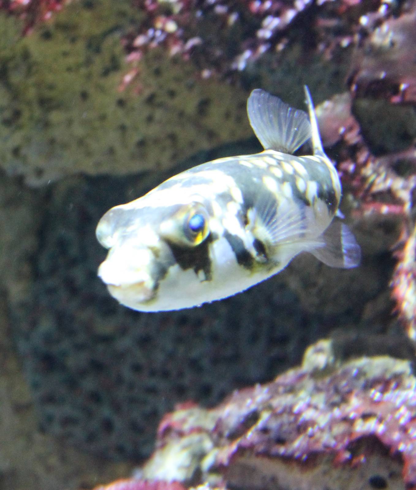 Milk-spotted puffer