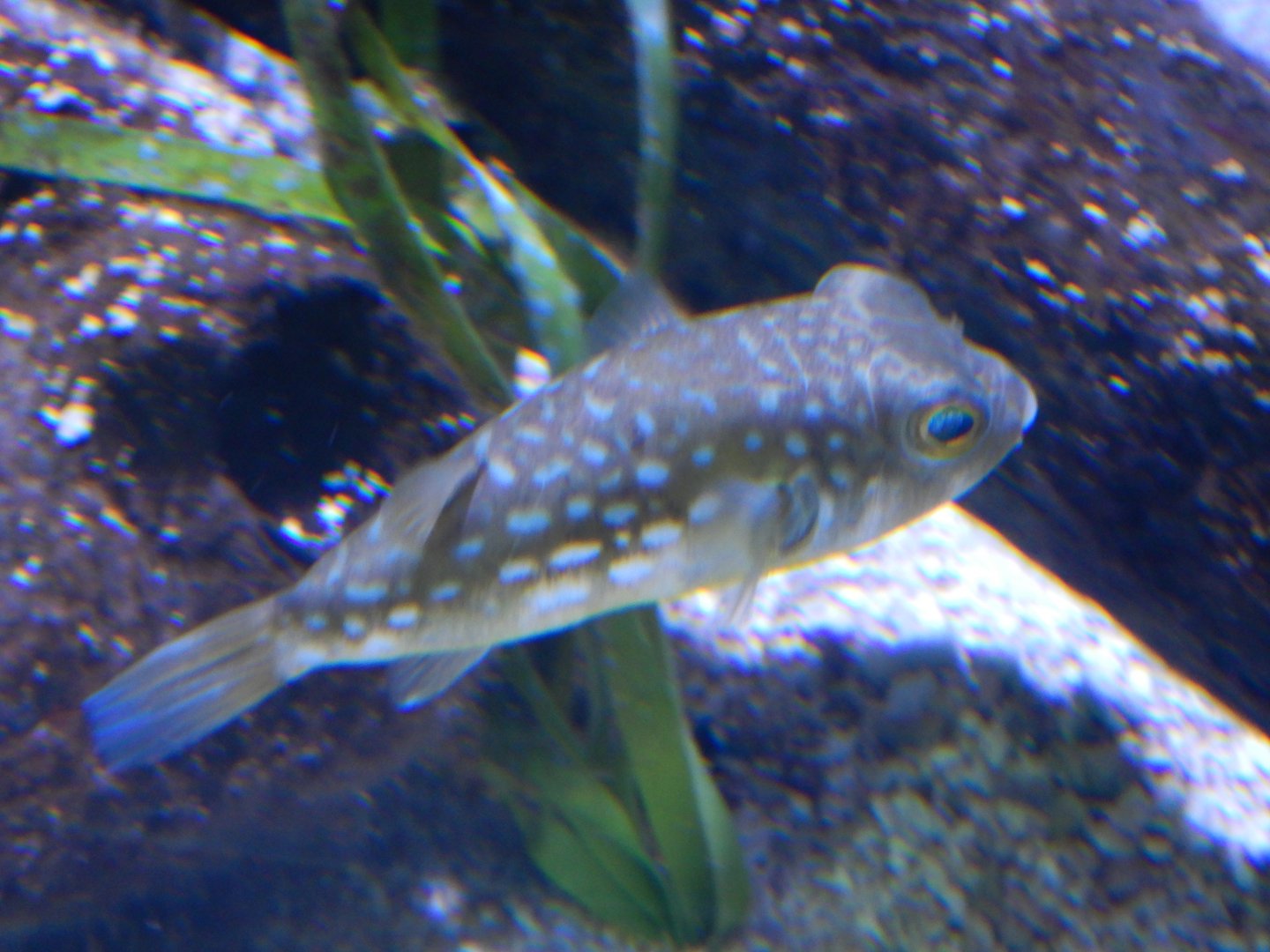 Milk-Spotted Pufferfish