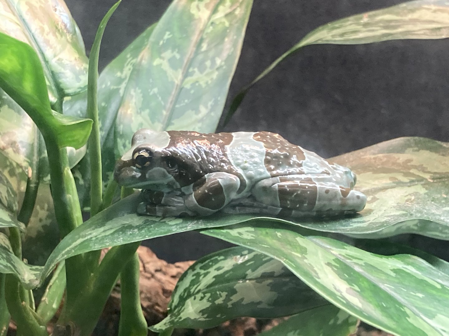 Milk Tree Frog