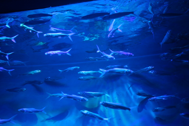 Milkfish (Chanos chanos) - BXSea