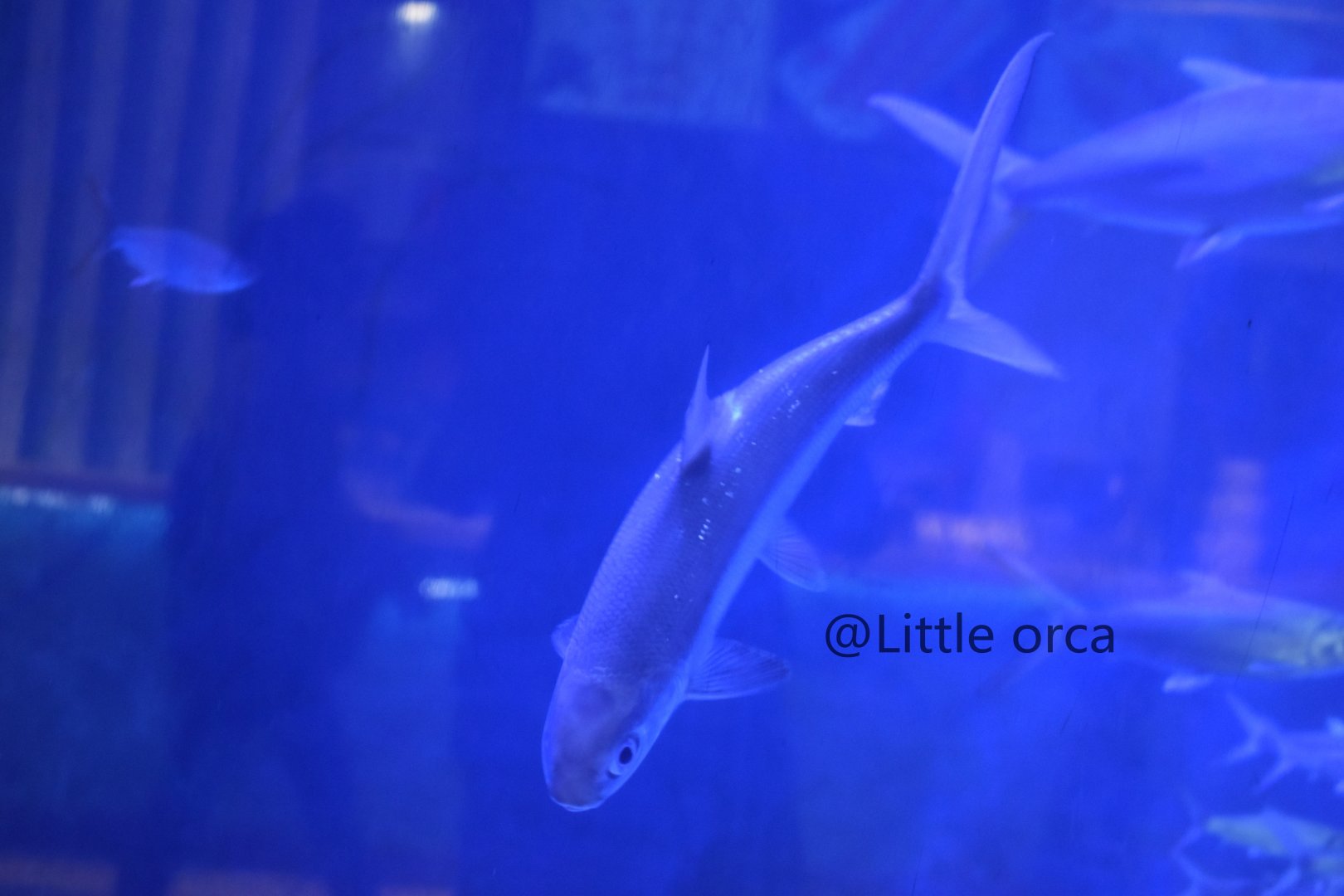 milkfish（Chanos chanos）