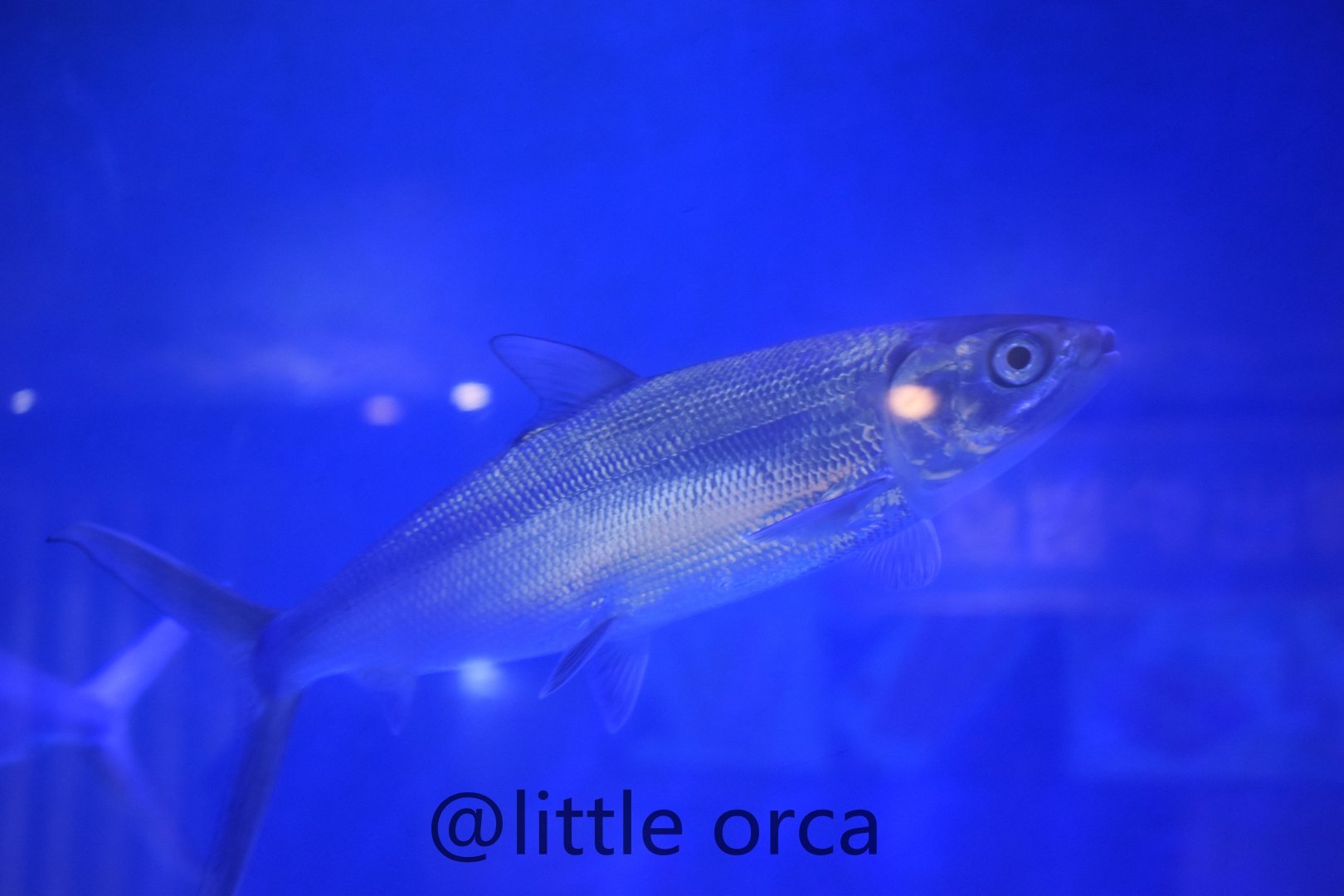 milkfish（Chanos chanos）