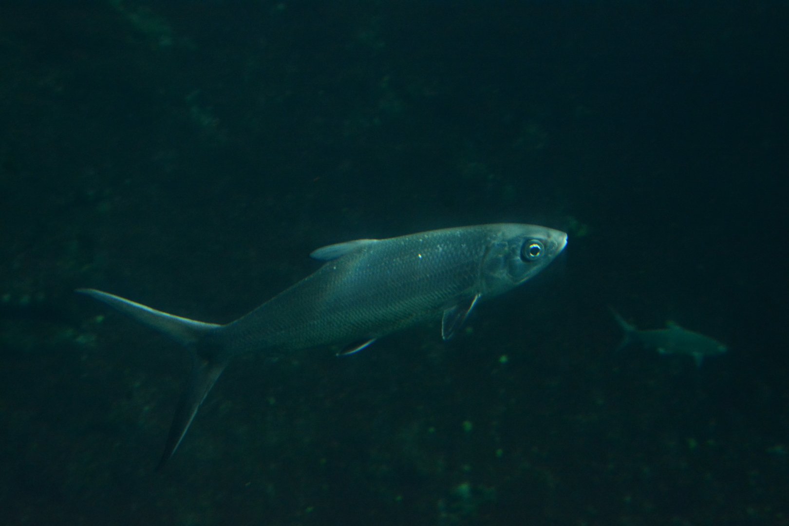 Milkfish (Chanos chanos)