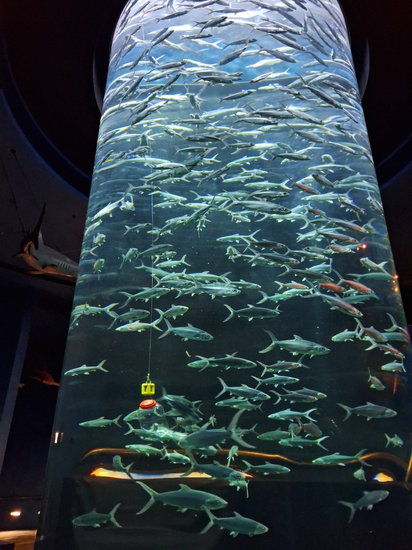 Milkfish Tank (Chanos chanos)