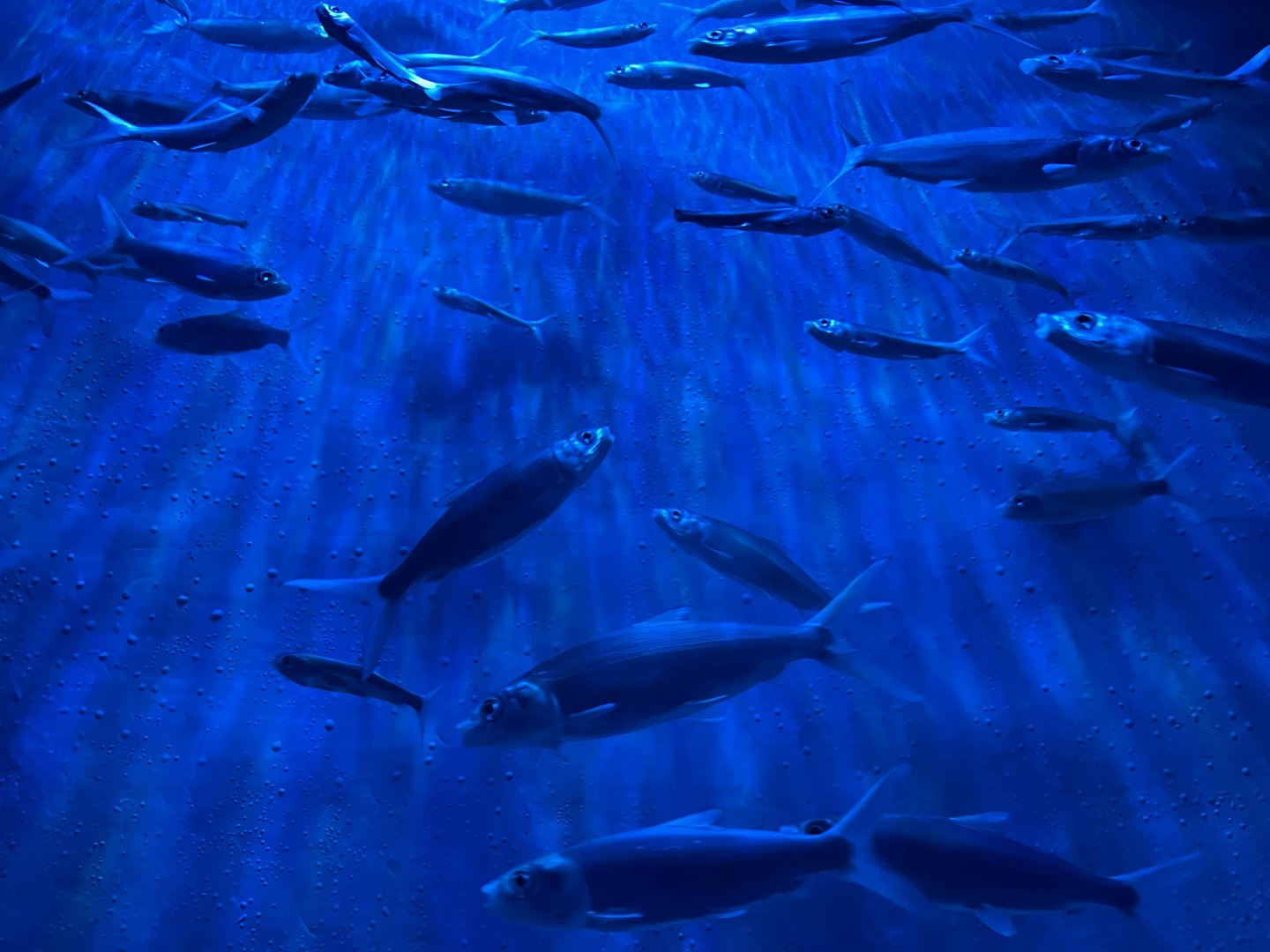 milkfishes (chanos chanos) (1) - BX Sea