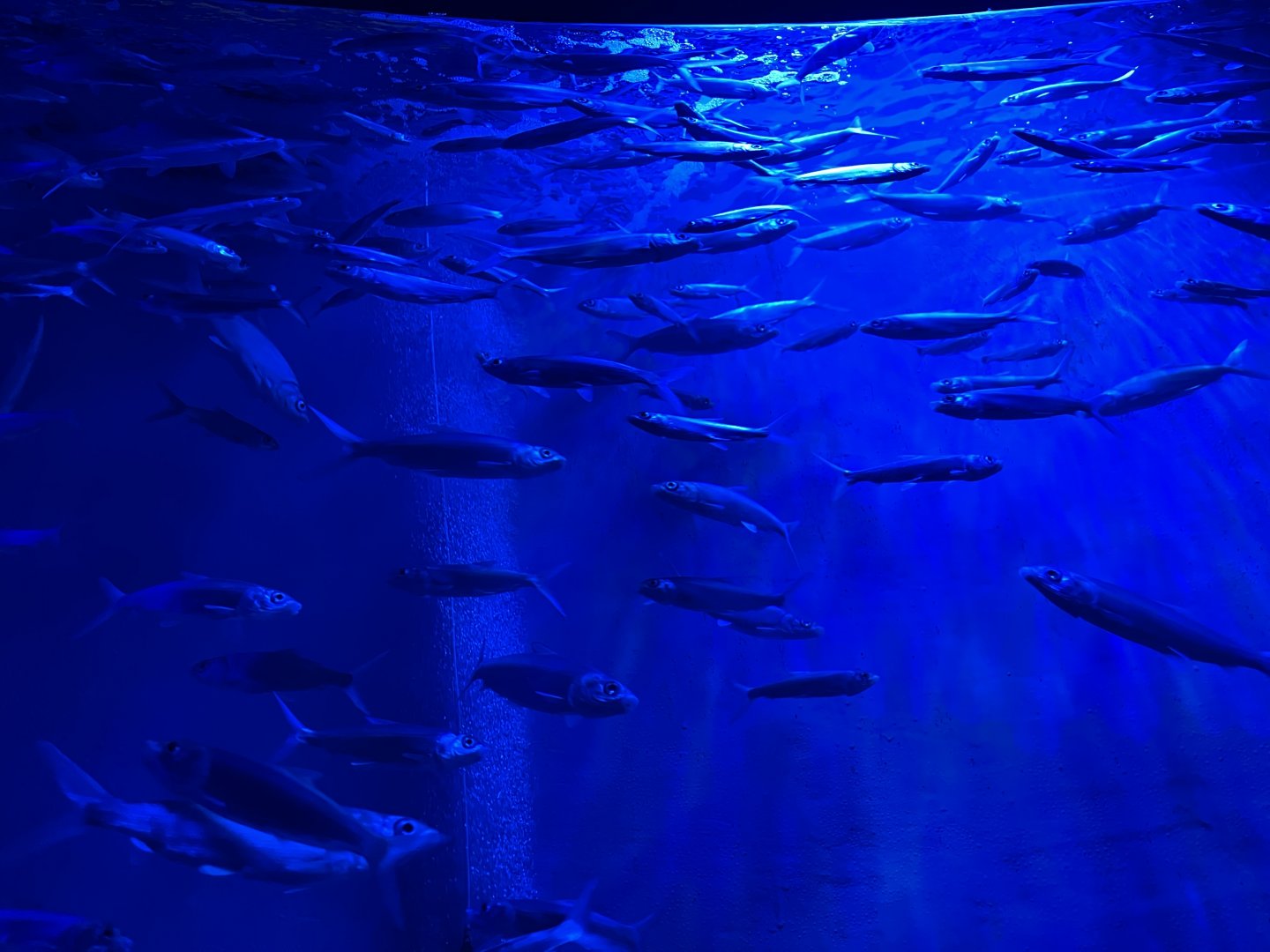 milkfishes (chanos chanos) (2) - BX Sea