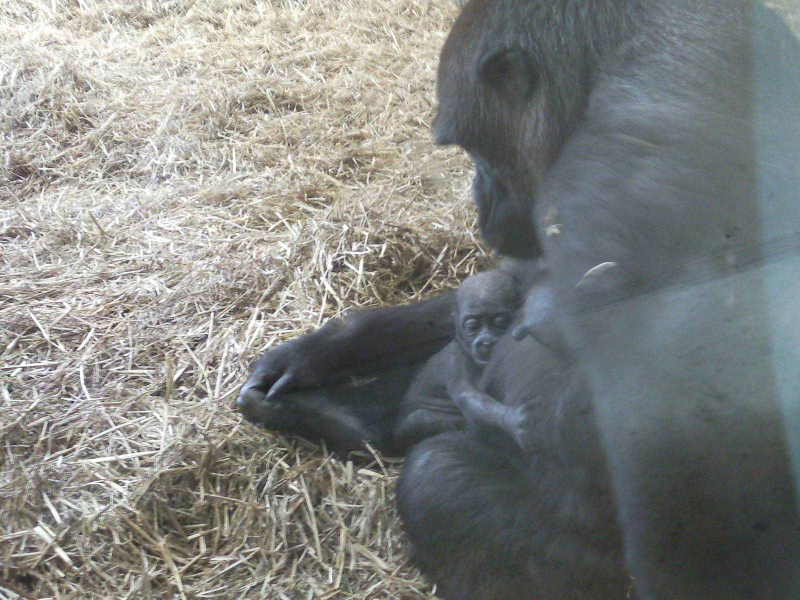 milki and baby western lowland gorilla