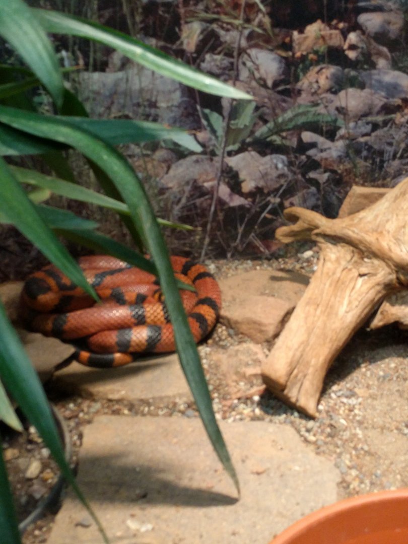 Milksnake or kingsnake ID