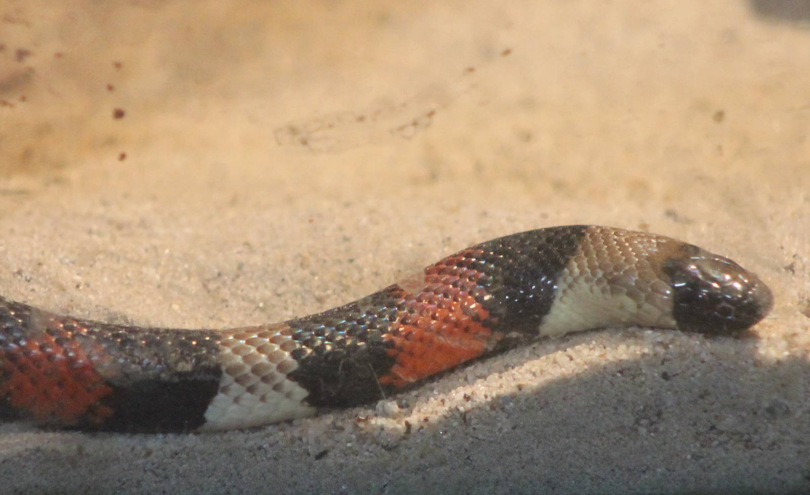Milksnake species