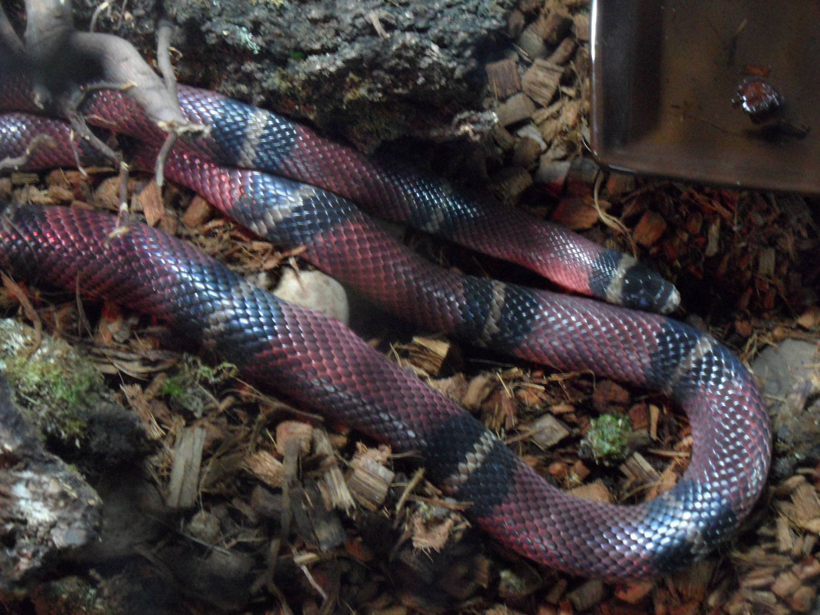 Milksnake