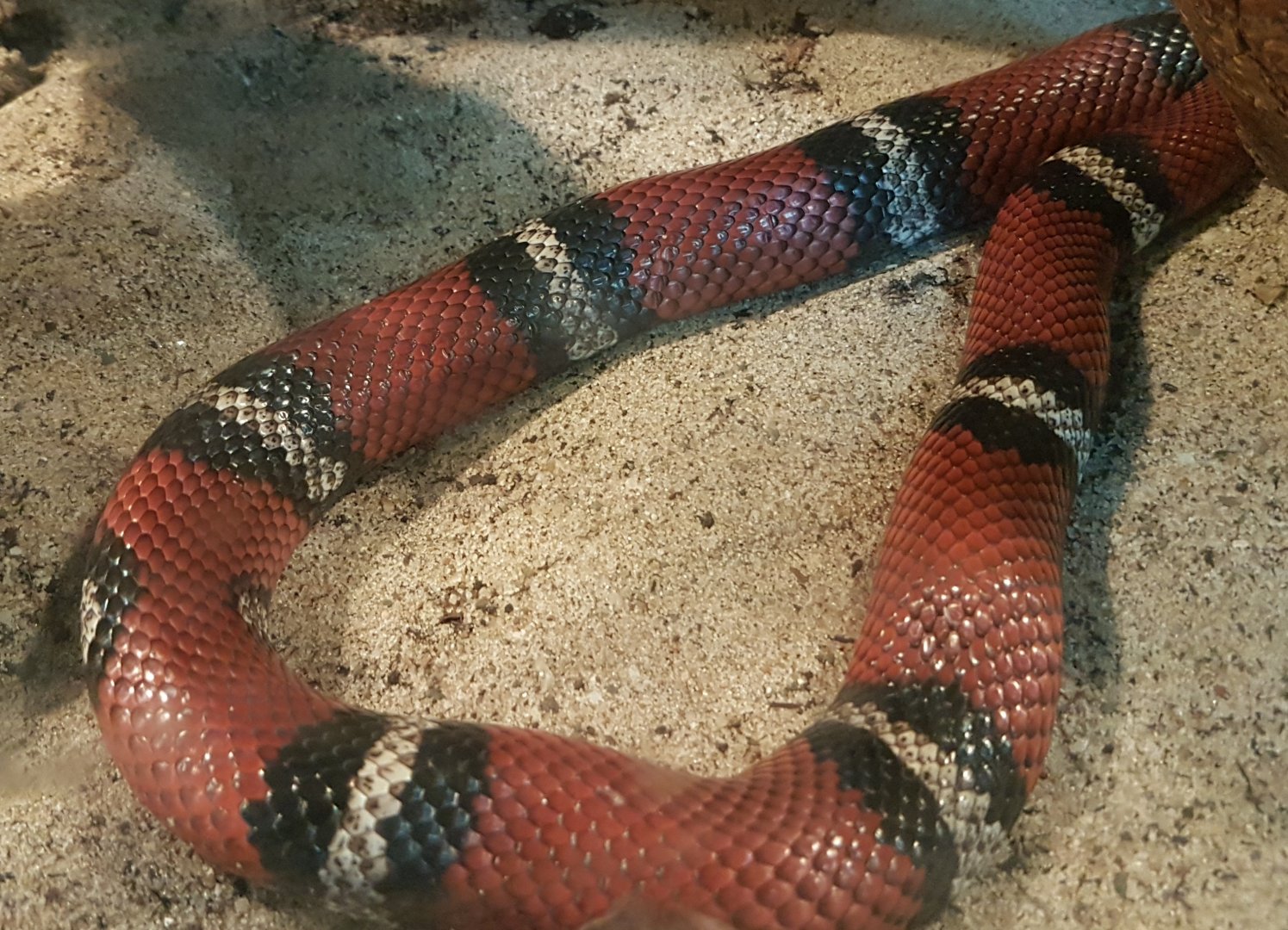 Milksnake