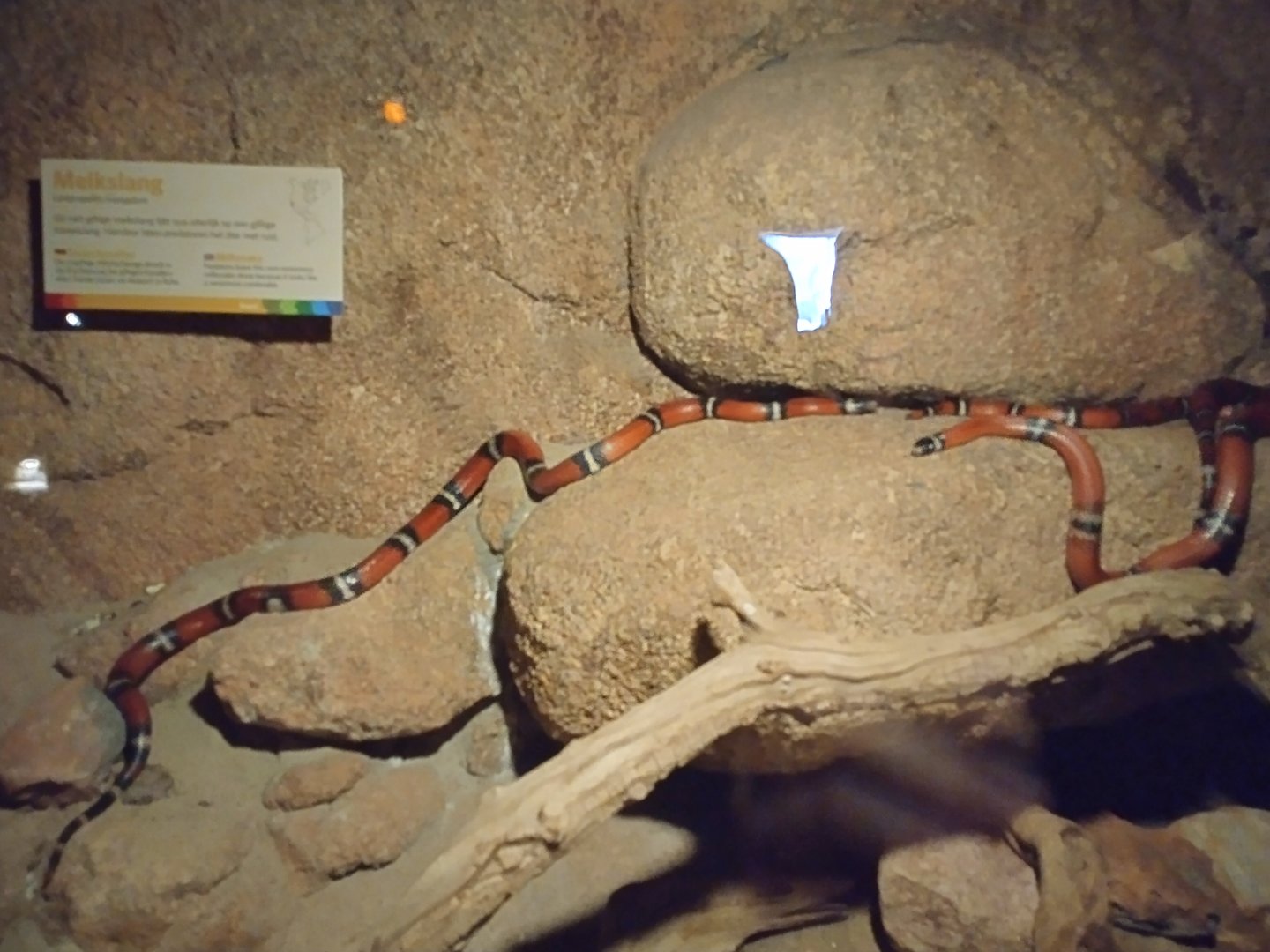Milksnakes in the desert