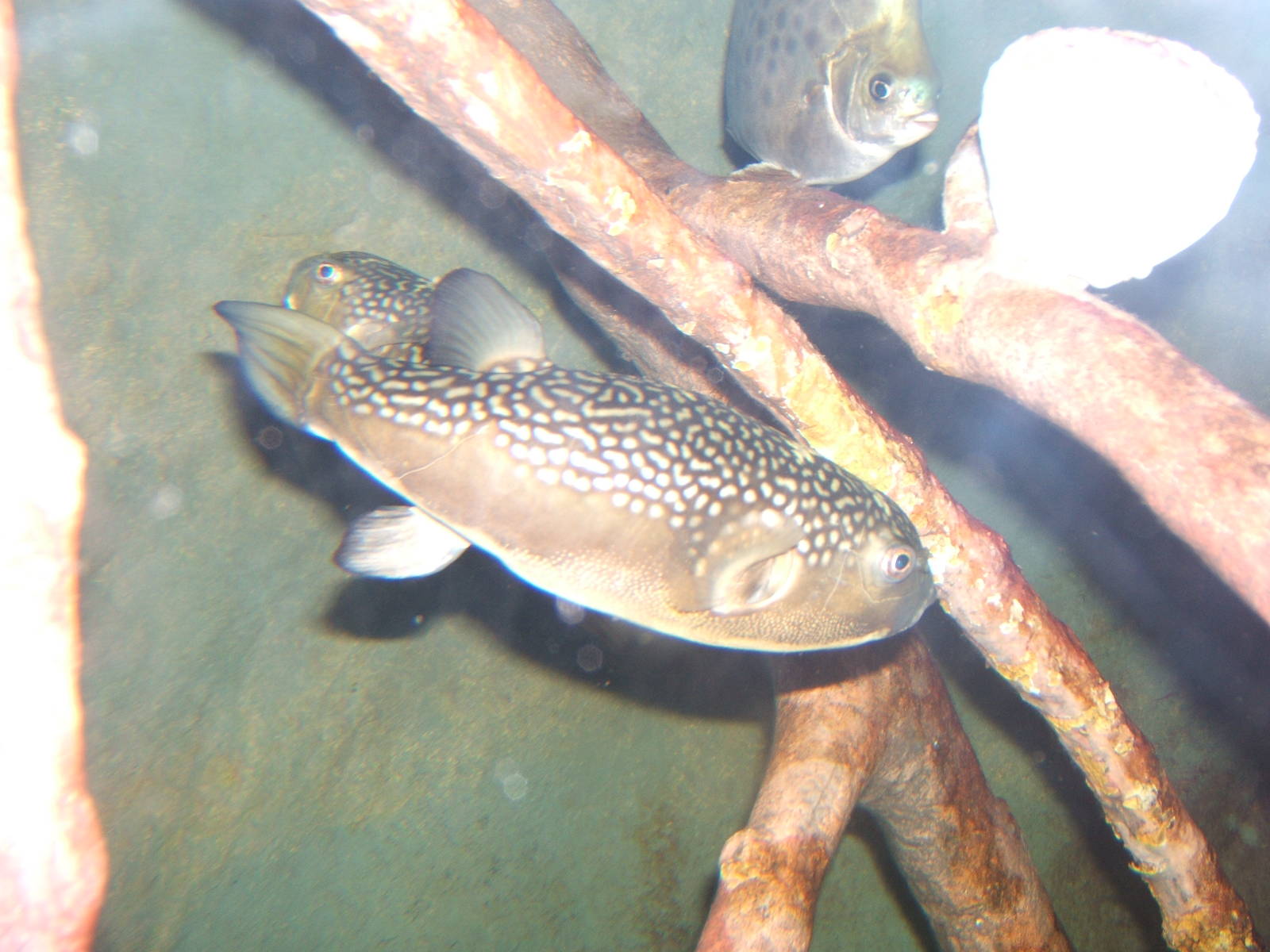 Milkspotted Puffer (Chelonodon patoca)