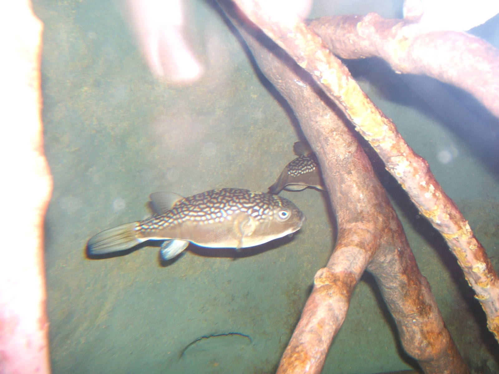 Milkspotted Pufferfish (Chelonodon patoca)