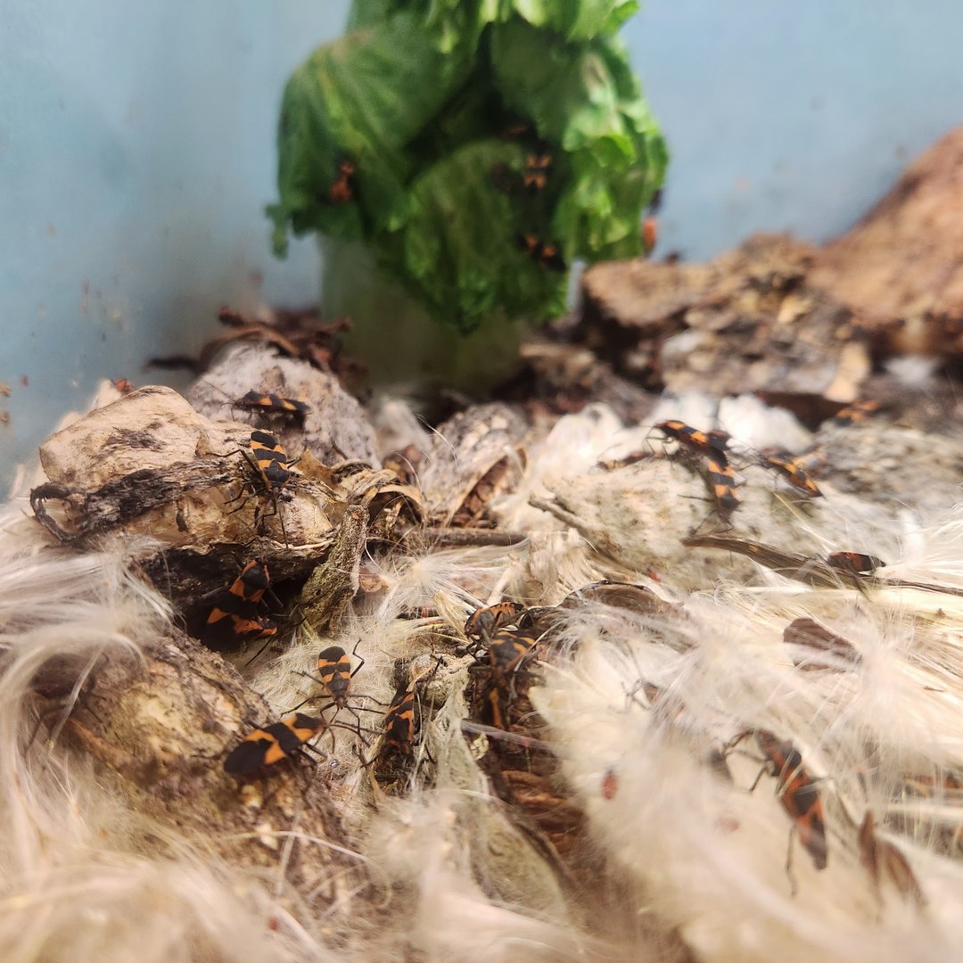 Milkweed Bugs (Oncopeltus fasciatus)
