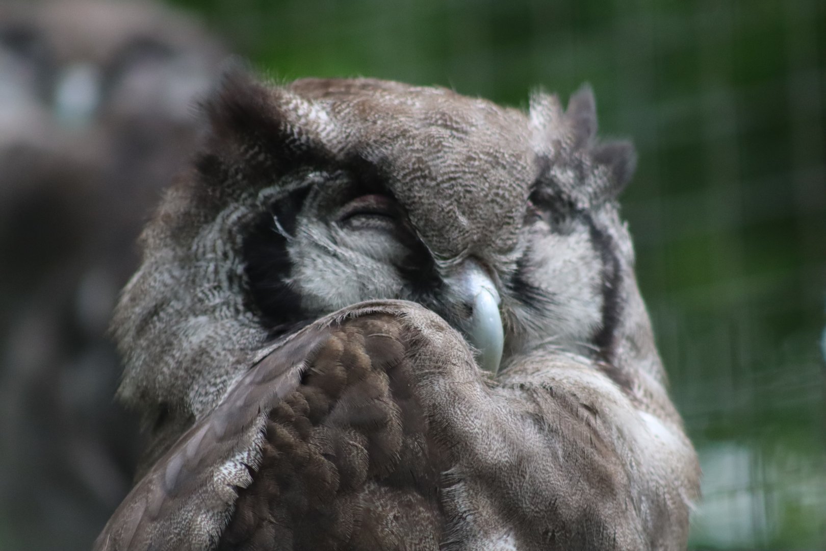 Milky eagle-owl - 27 June 2021