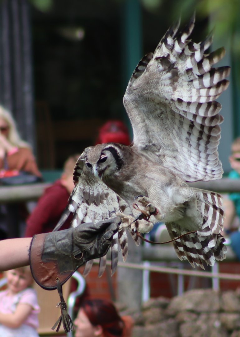 Milky eagle-owl - 27 June 2021