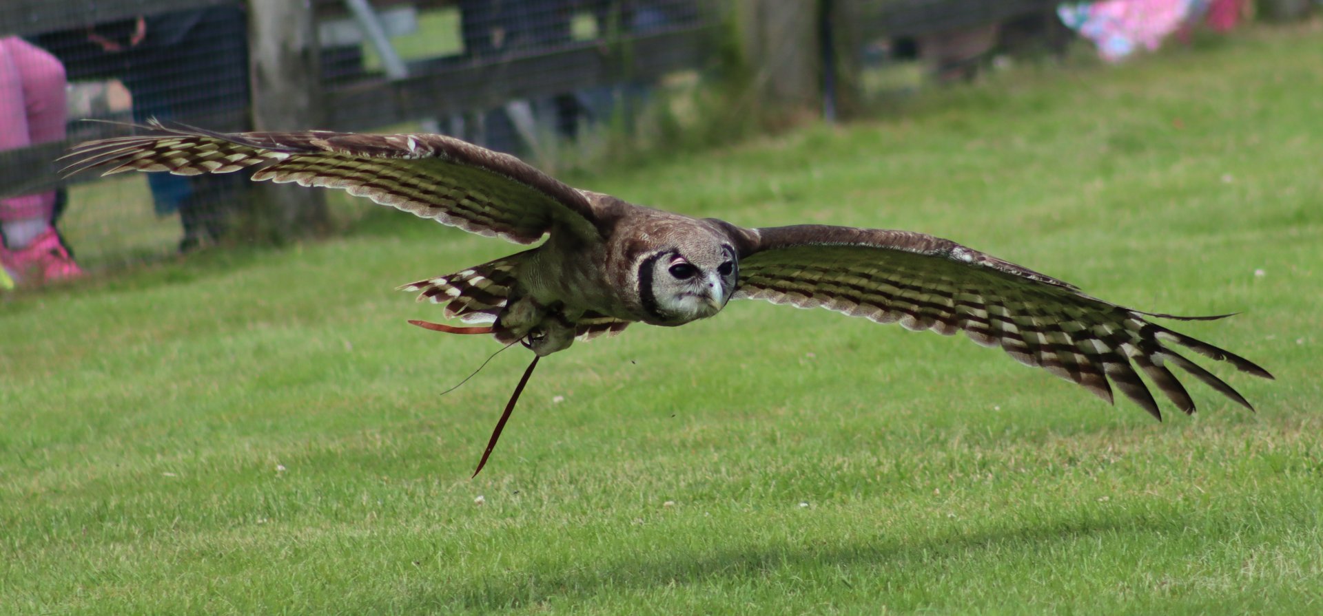 Milky eagle-owl - 27 June 2021