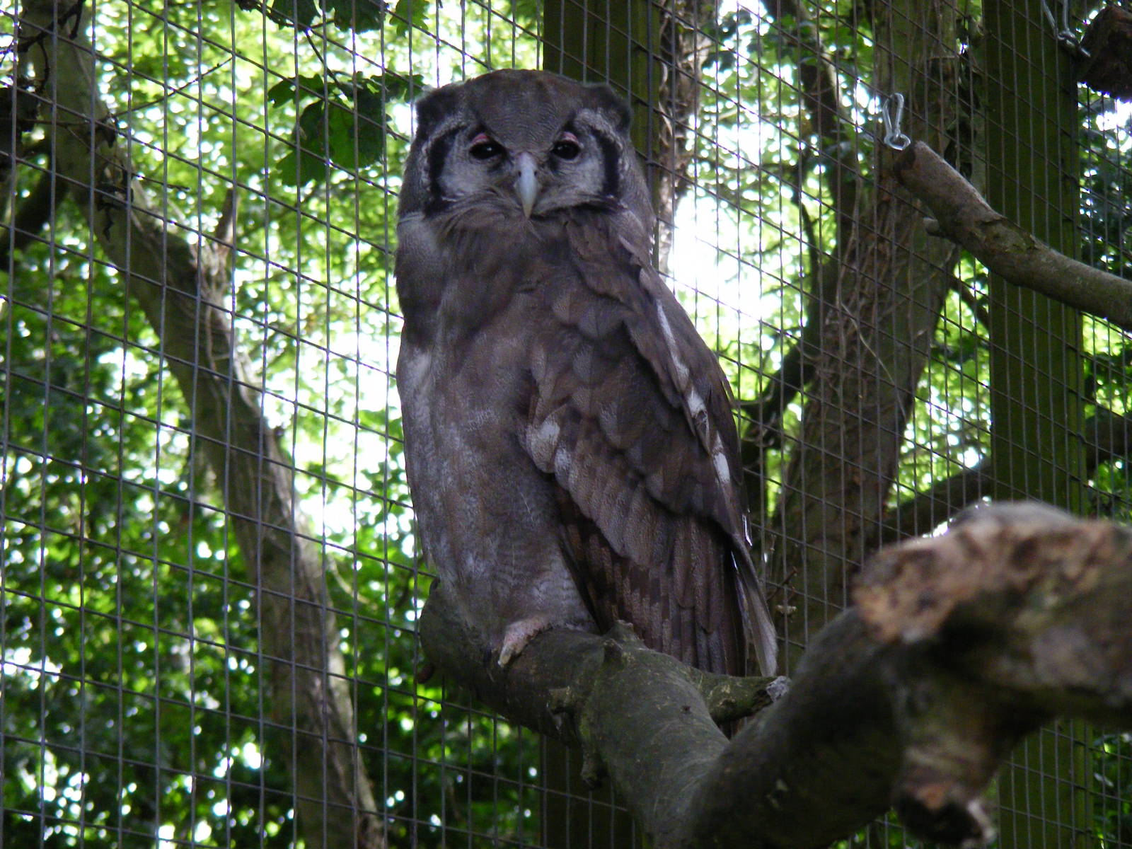 Milky eagle owl at Africa Alive!, 13 September 2010