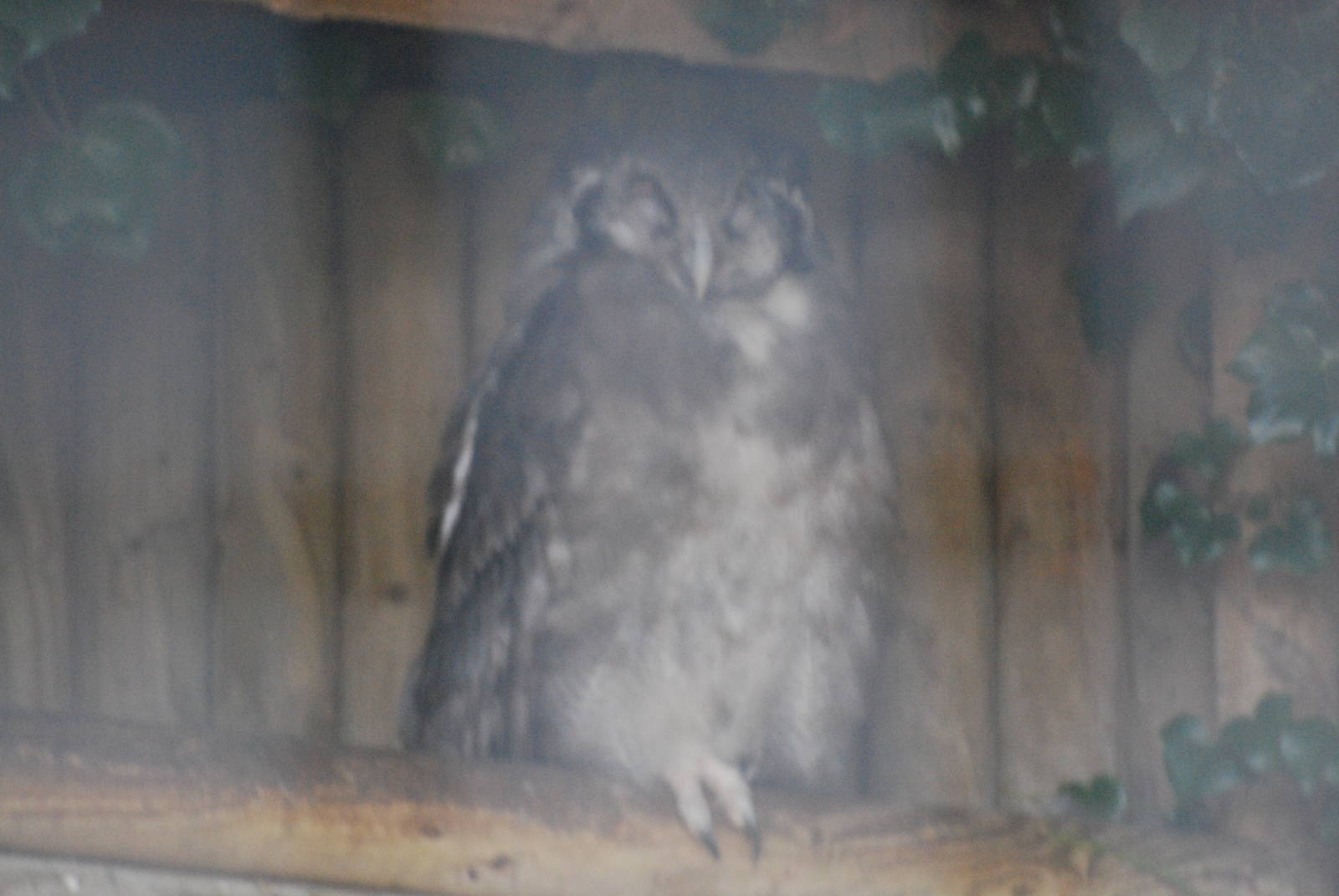 Milky eagle owl at Africa Alive!