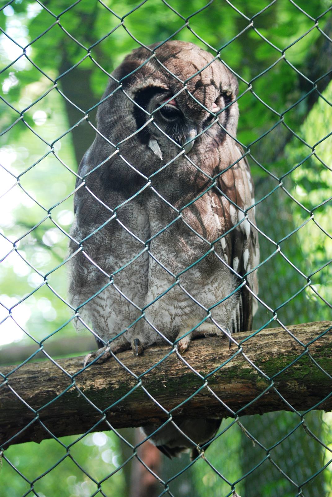 Milky Eagle Owl at De Paay, 02/06/12