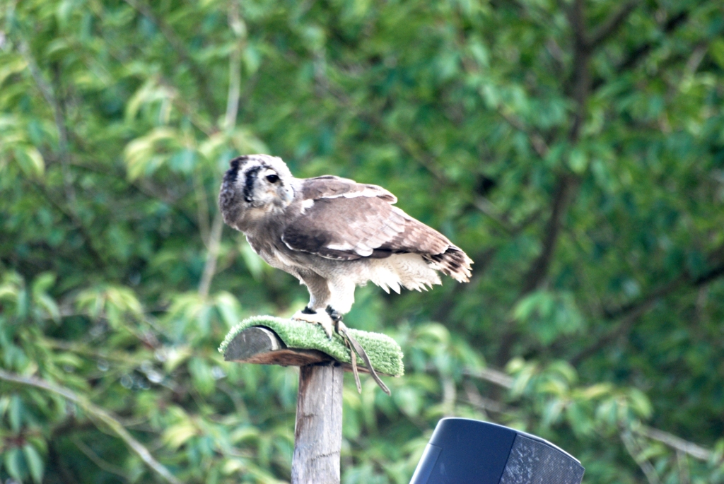Milky Eagle Owl at Pairi Daiza, 31/08/14