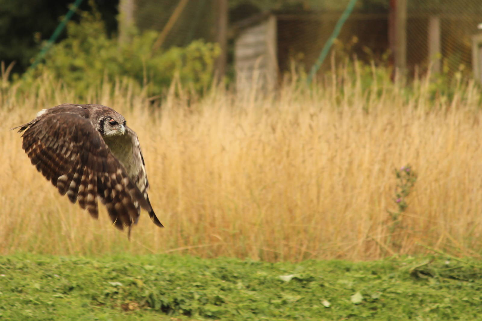 Milky eagle owl, August 2013