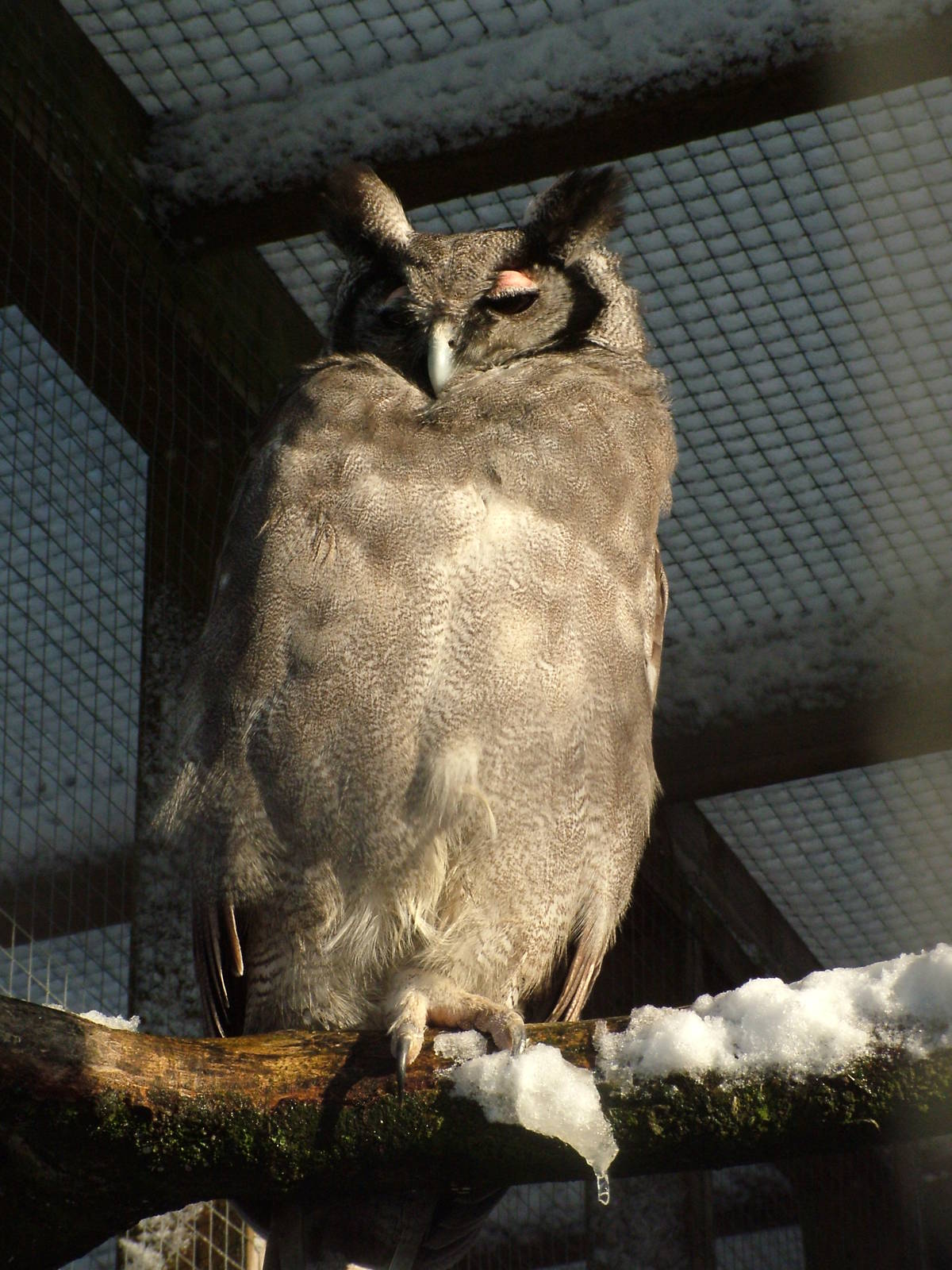 Milky Eagle Owl, Blackbrook in the Snow, 03/01/10