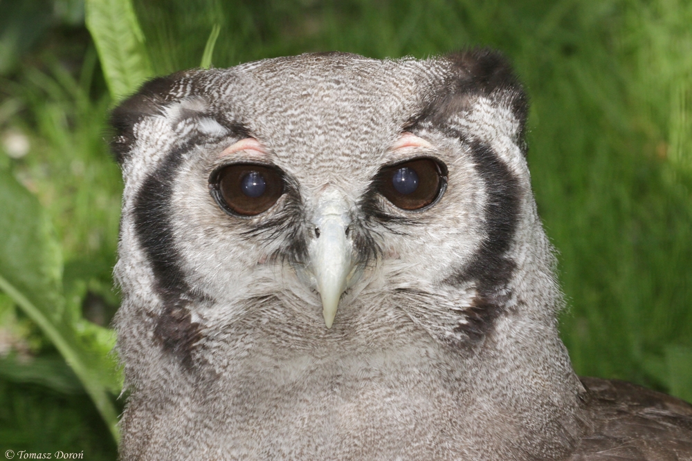 Milky Eagle Owl (Bubo lacteus)