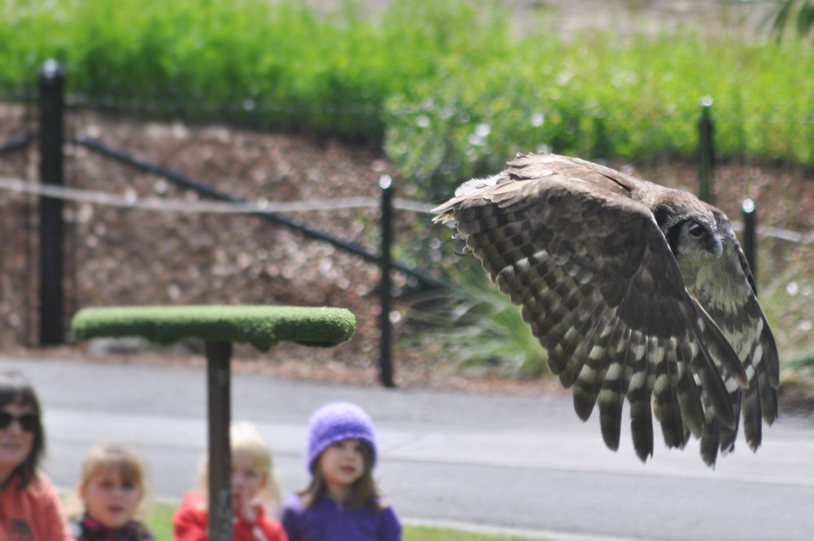 Milky Eagle-Owl flight demonstration.