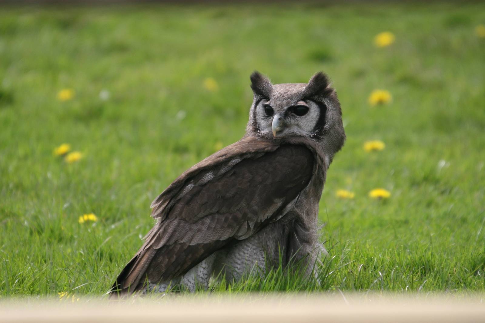 Milky Eagle Owl, Gauntlet 2008