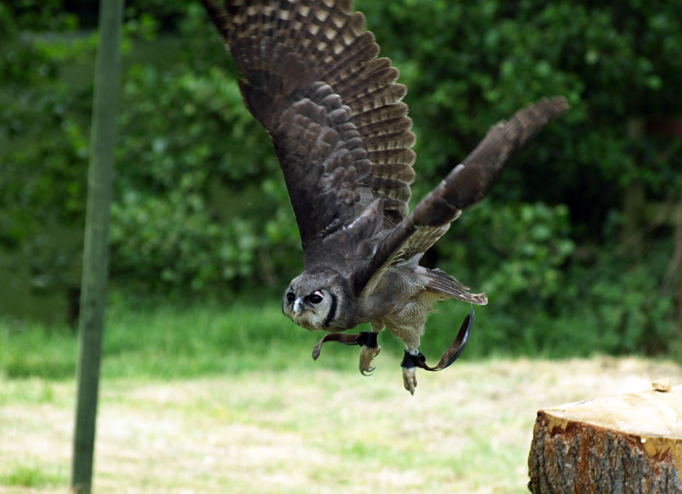 Milky Eagle owl in flight