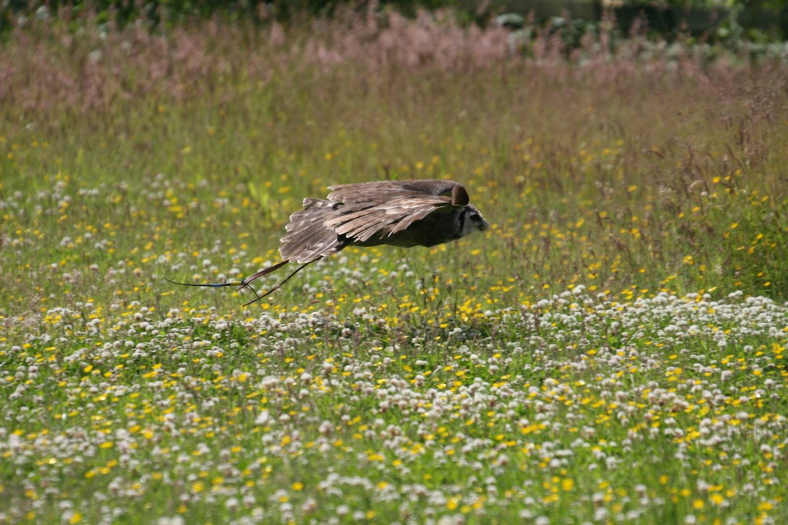 Milky Eagle Owl Mid-Flight