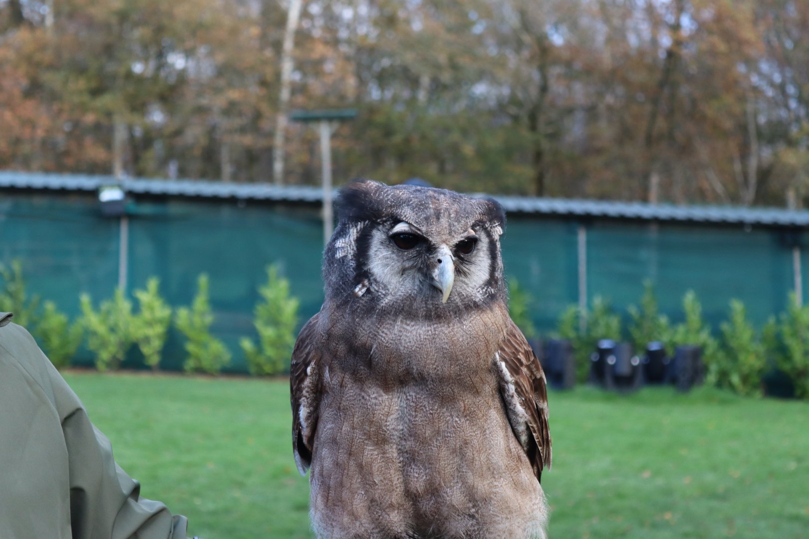 Milky Eagle Owl [Nov 2021]