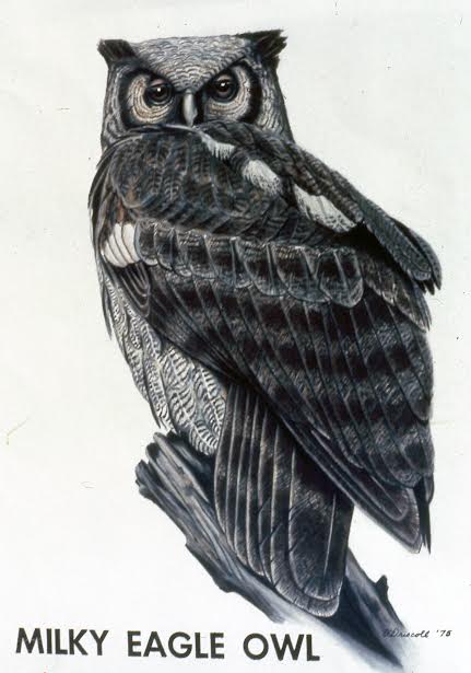 Milky Eagle Owl Sign 1974