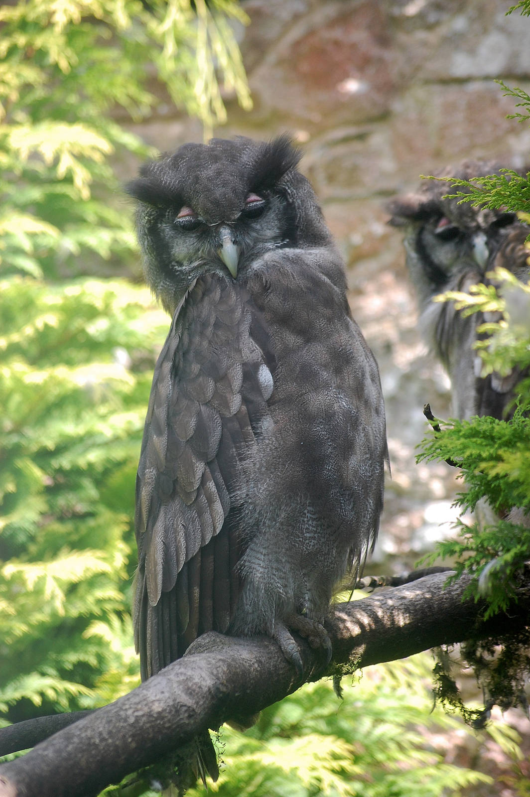 Milky Eagle Owl