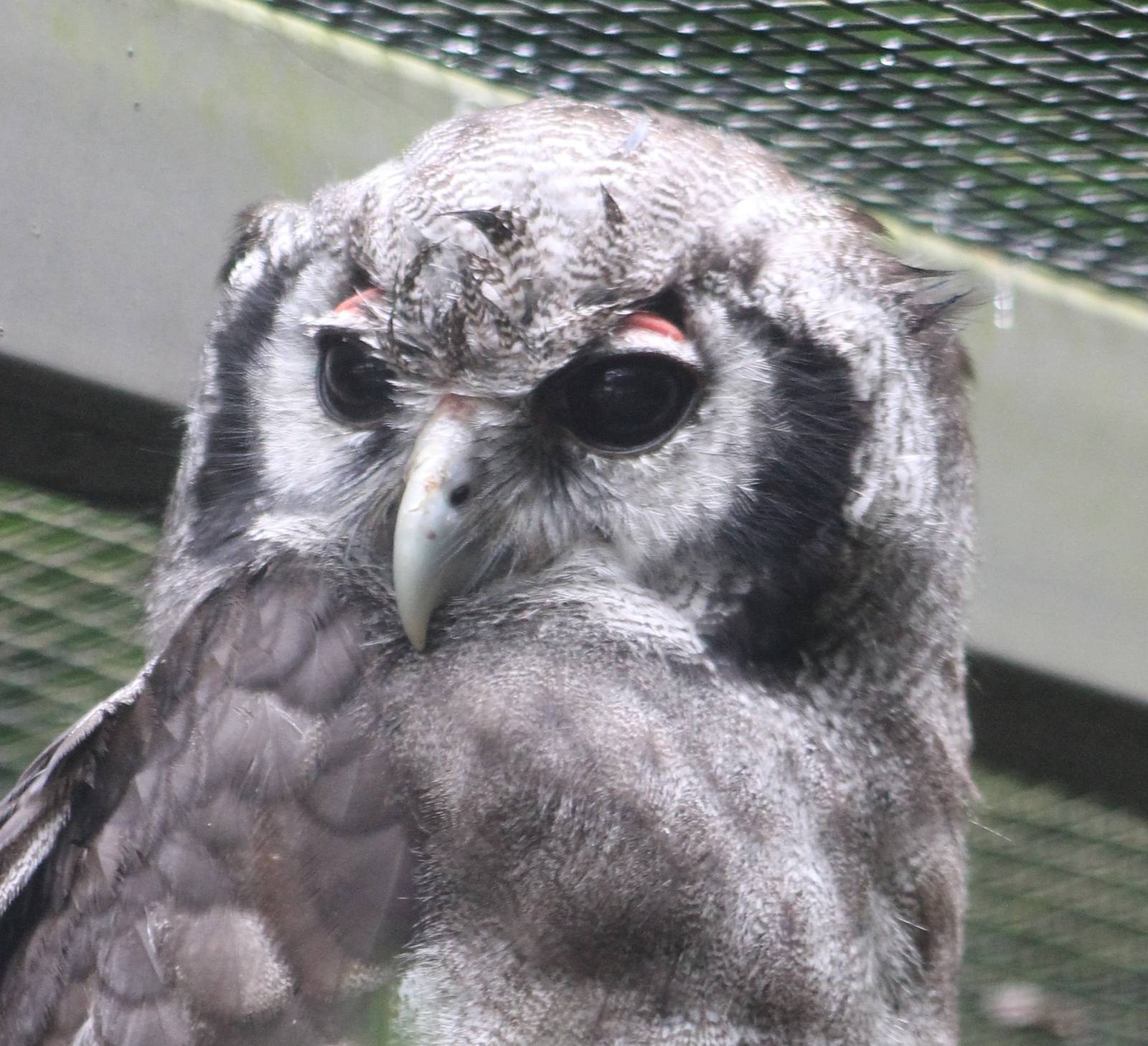 Milky eagle-owl
