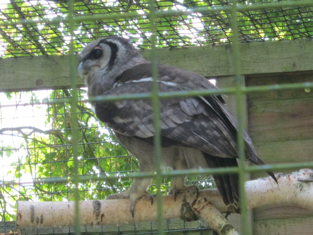 Milky Eagle Owl.