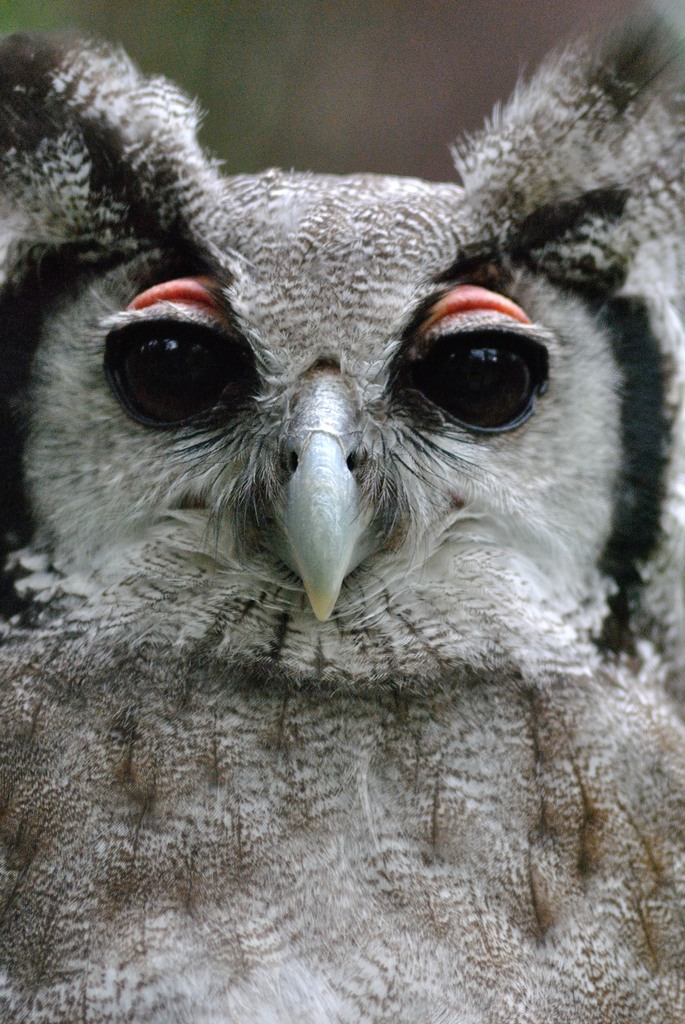 Milky eagle owl