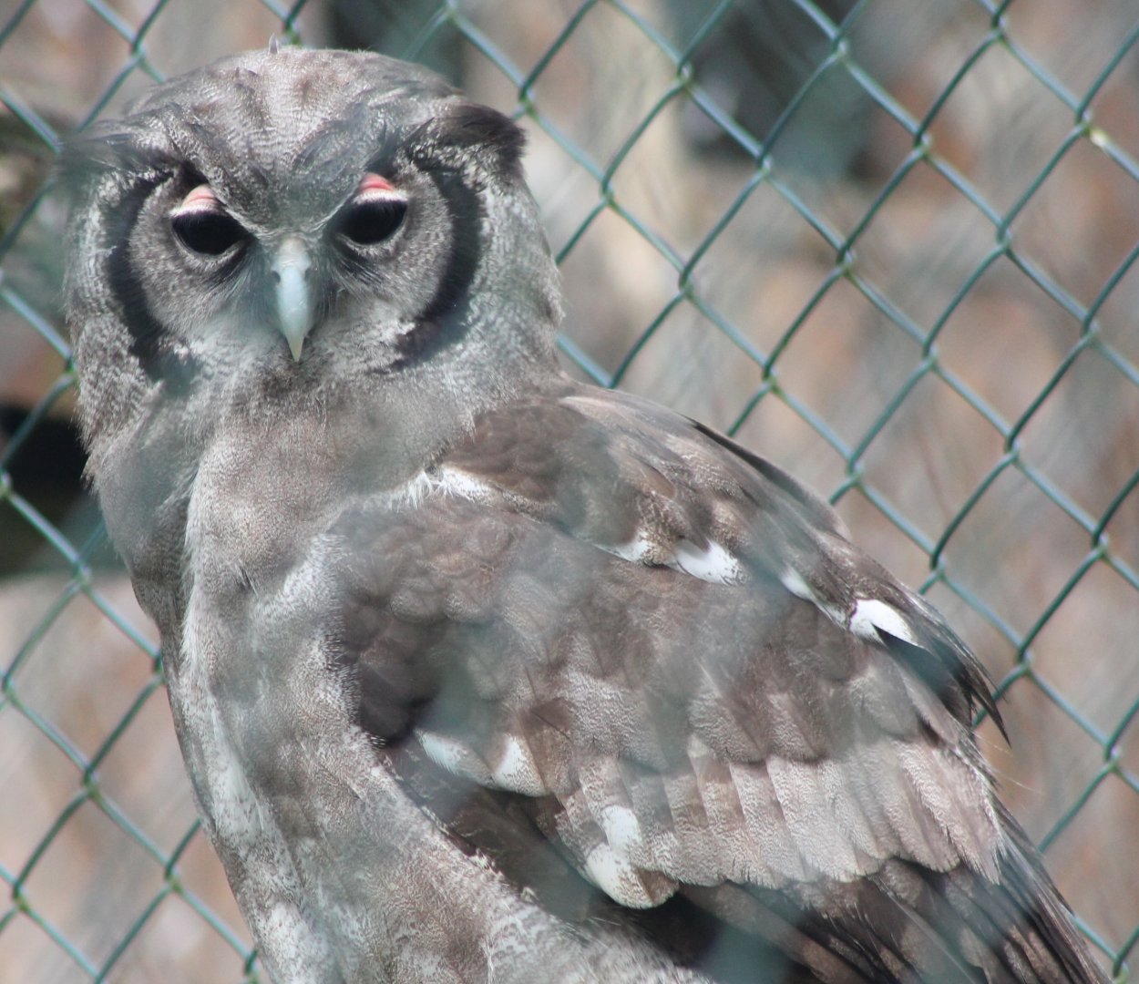Milky eagle-owl
