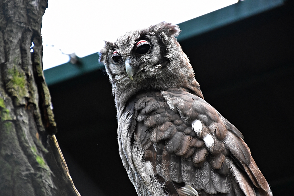 milky eagle owl