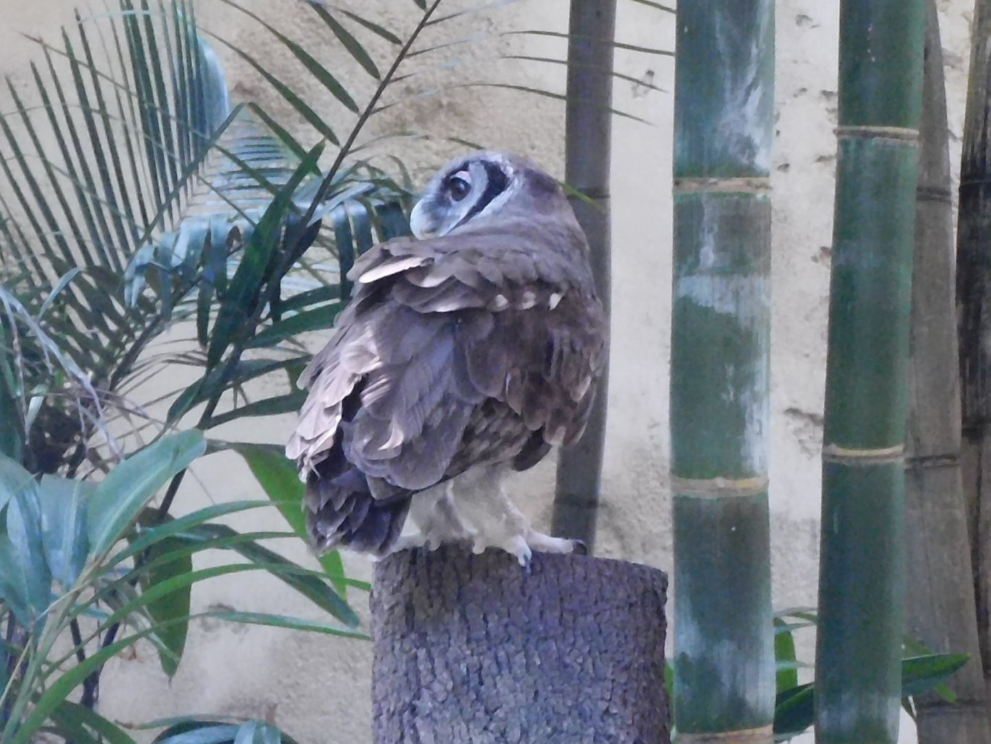 Milky eagle owl